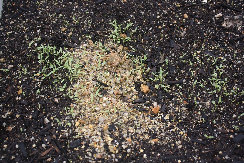 IMG_5191.JPG